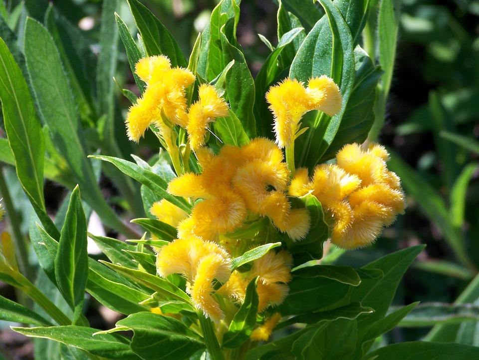 Exotic nature floral