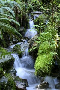 Forest stream ferns photo