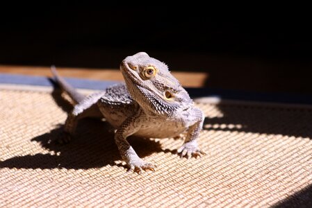 Bearded dragon reptile photo