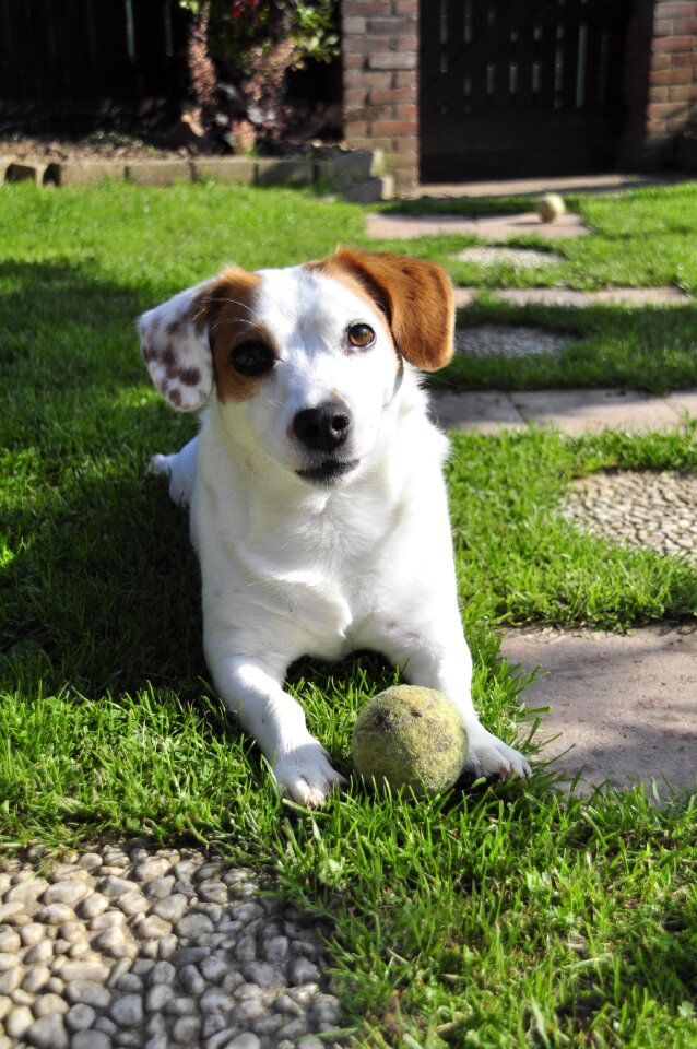 Pet ball terrier
