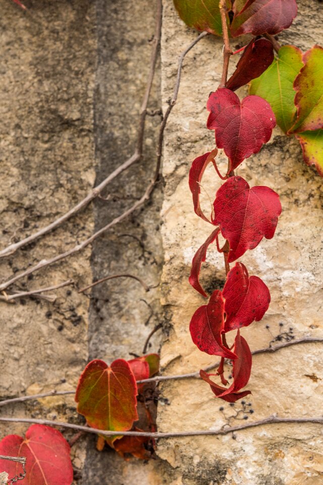 Fall foliage leaf season