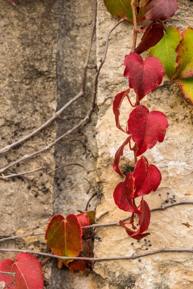 Fall foliage leaf season photo