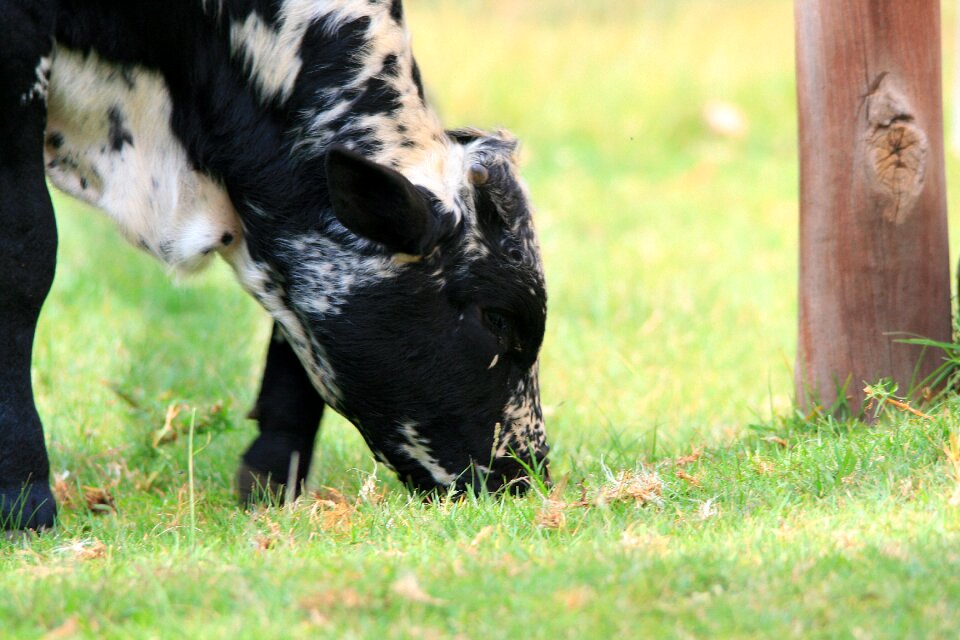 Animal black and white grass