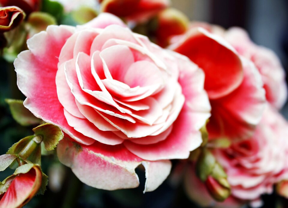 Rose pink flower