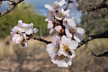 Honey insects flowering