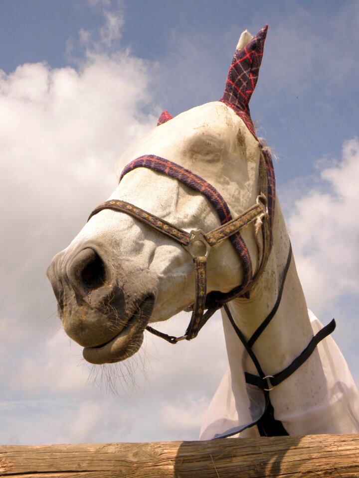 Portrait head fly mask