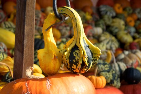 Yellow gourd decoration photo