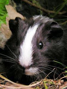 Female portrait head
