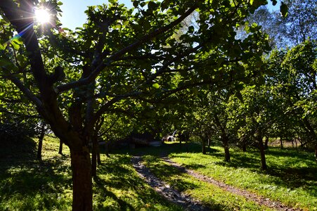 Garden sun nature