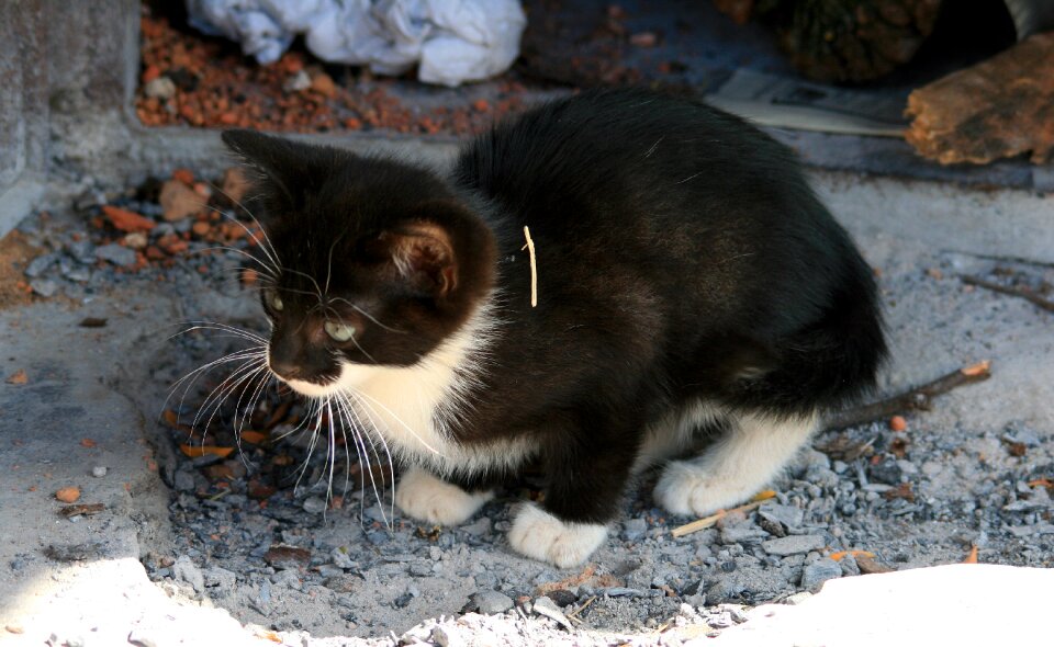 Black white timid