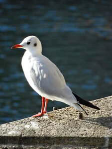 Animal world water birds