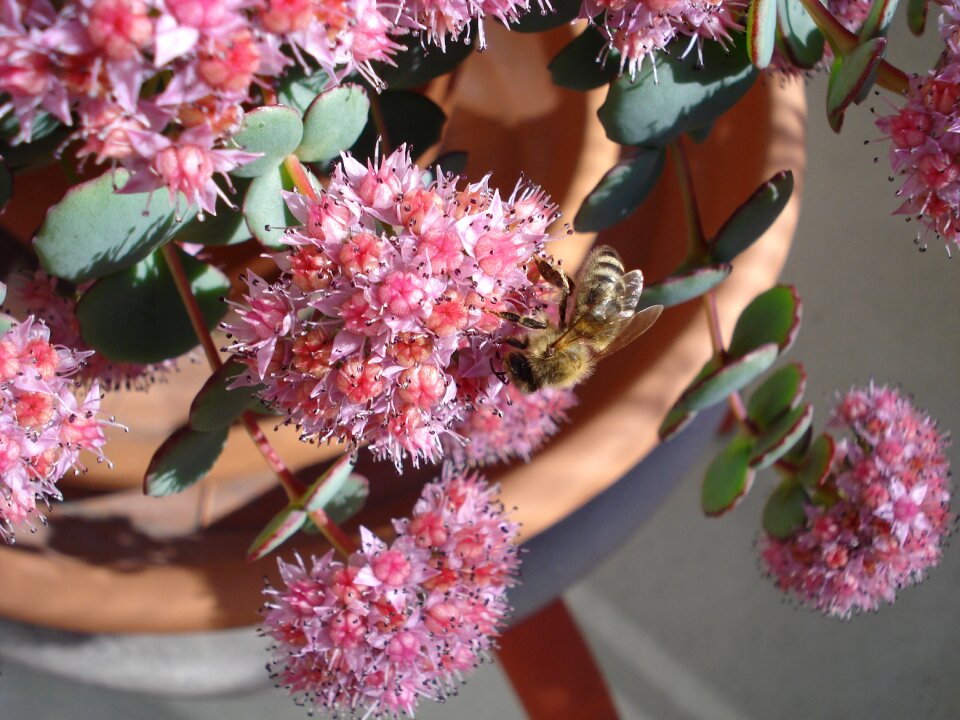 Flowers pink insect