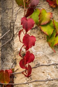 Fall foliage leaf season photo