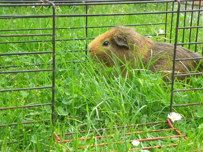 Red cage feast
