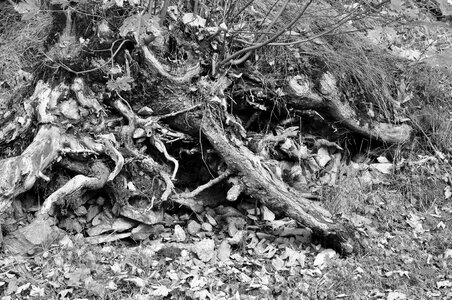 Stones leaves black and white photo