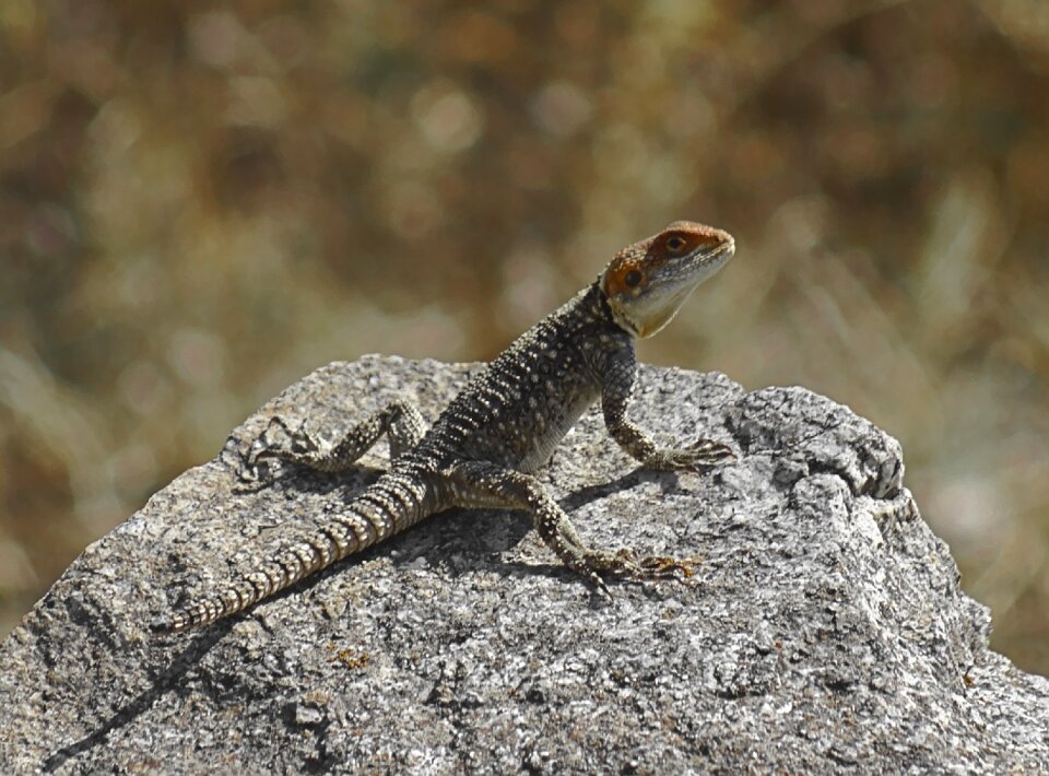 Animal wildlife nature