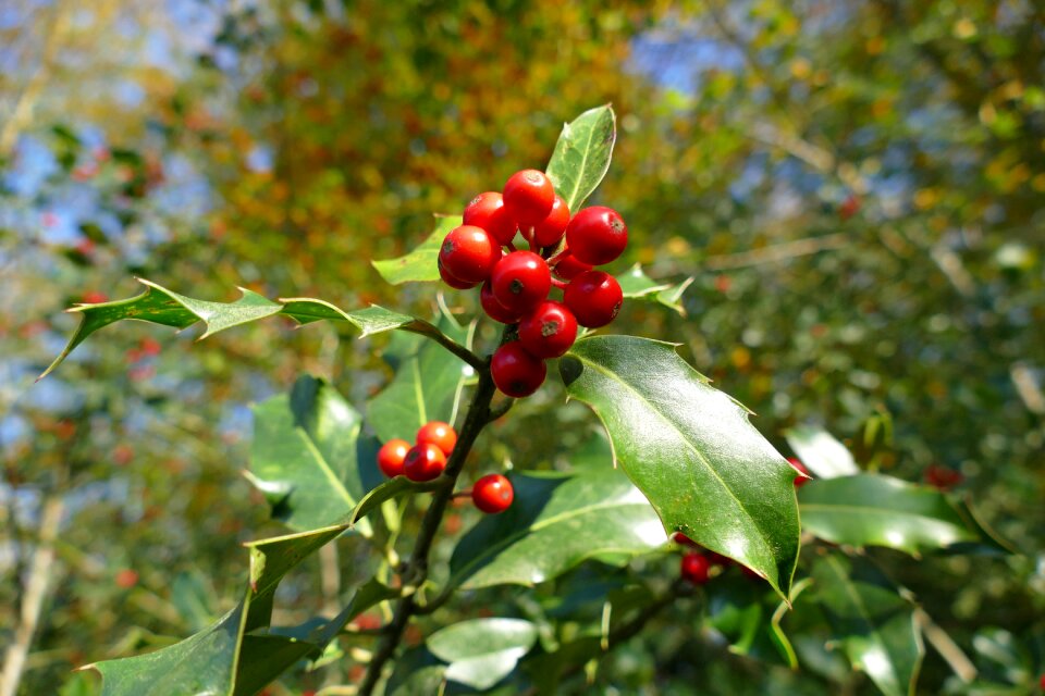 Autumn berries red