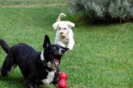 Fetch teeth animal