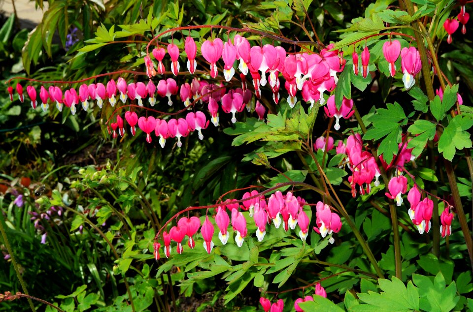Ornamental plant bloom natural pink