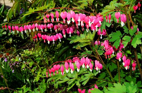 Ornamental plant bloom natural pink
