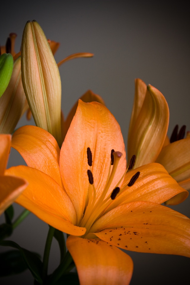 Greeting white orange
