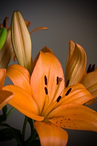 Greeting white orange
