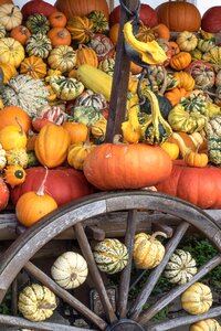 Yellow gourd decoration
