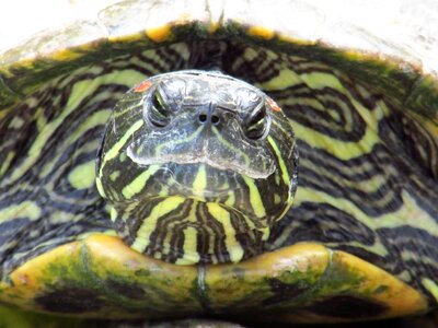 Macro stripes reptile