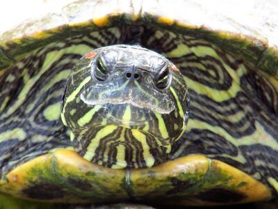 Macro stripes reptile photo