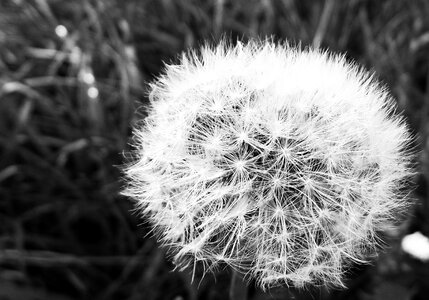 Dandelion faded fluff