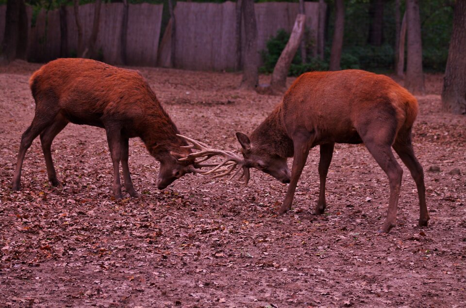 Nature forest animal