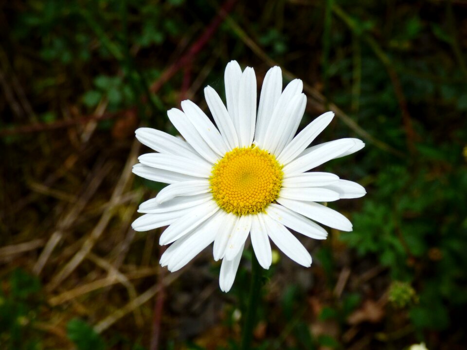 White flower nature