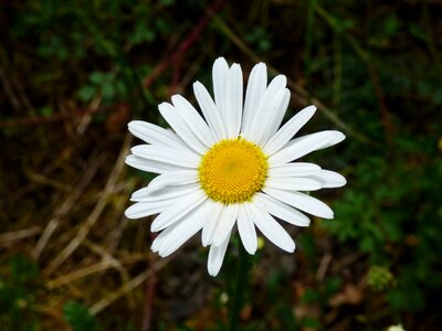 White flower nature
