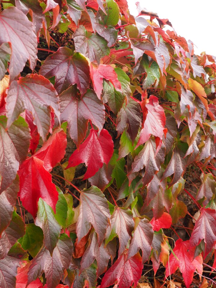 Golden autumn leaves in the autumn fall foliage photo