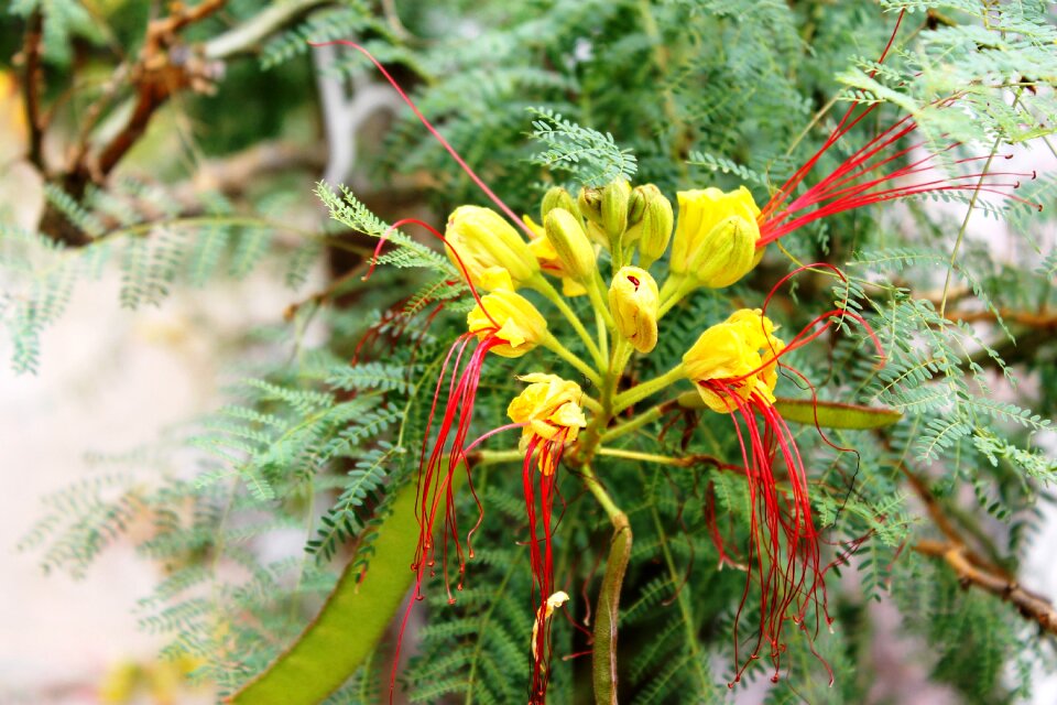 Plant blossom bloom