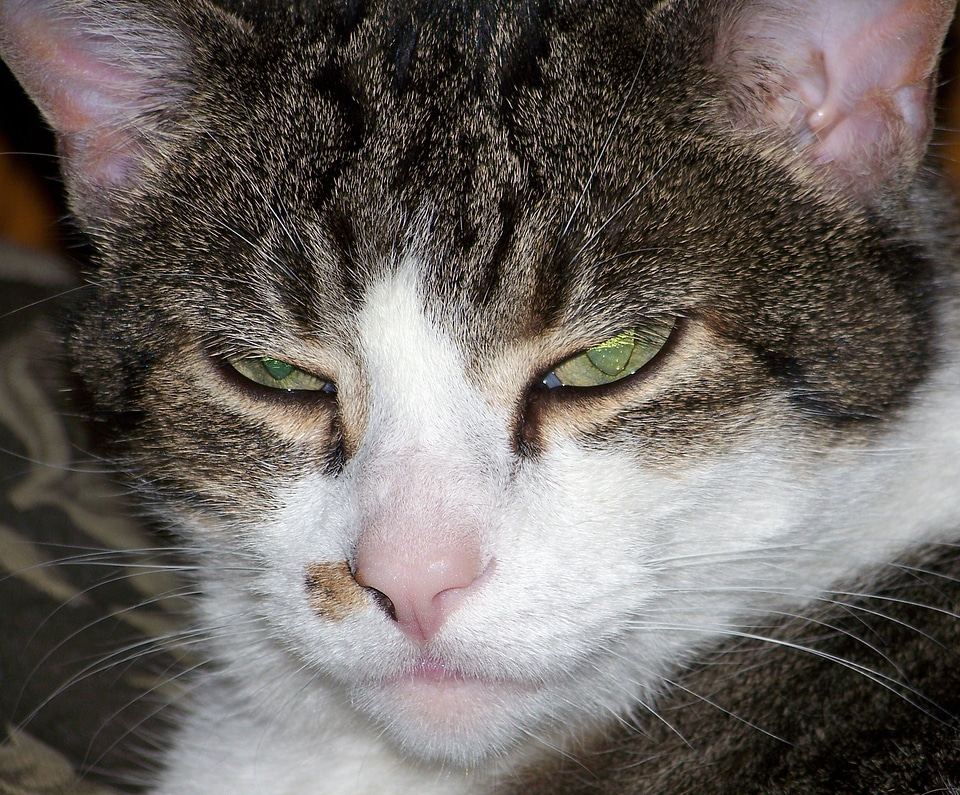 Angry cat sleepy cat drowsy cat