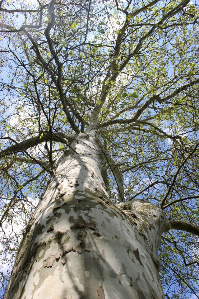 Log crown branches