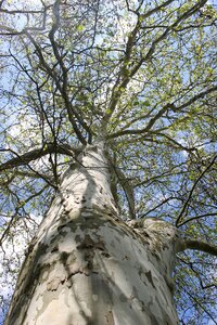 Log crown branches photo