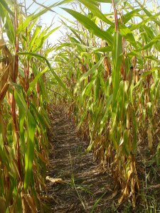 Agriculture path autumn photo