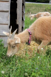 Farm nature