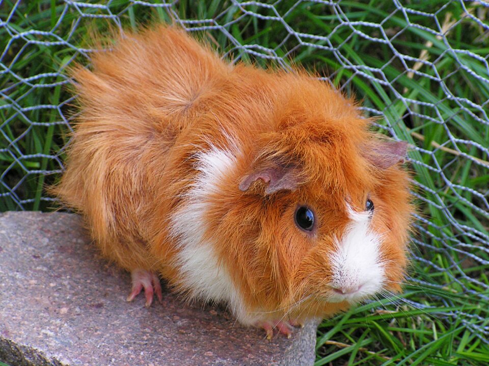 Rosette female redheaded