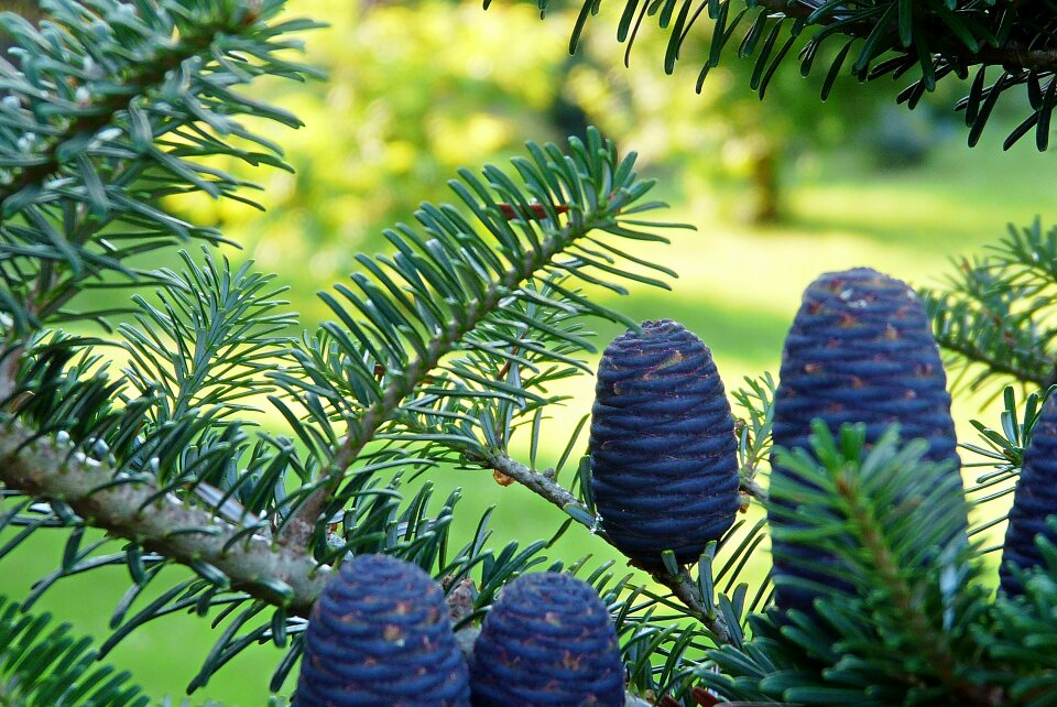 Needle cones needles