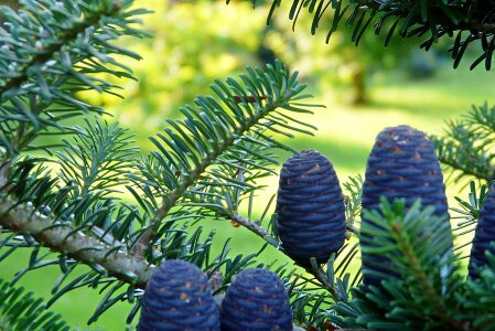 Needle cones needles