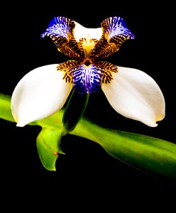 Flower plant nature
