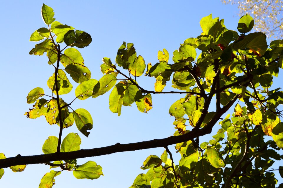 Apple tree green sunlight