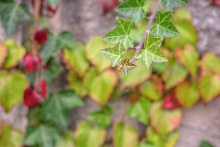 Leaf season autumn colours photo