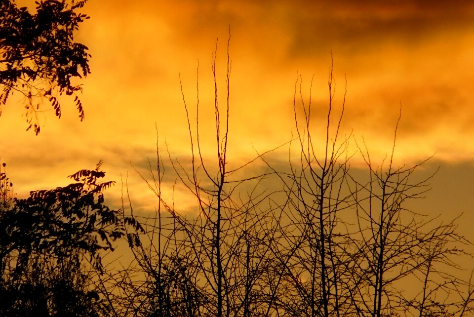 Branches shadow cloud cover