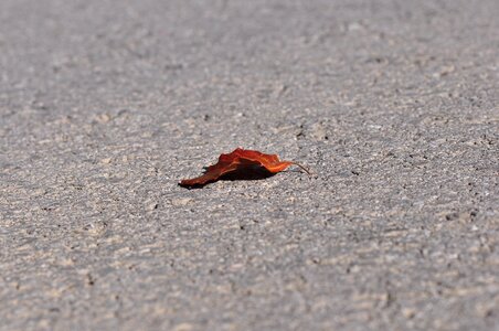 Leaves asphalt road photo
