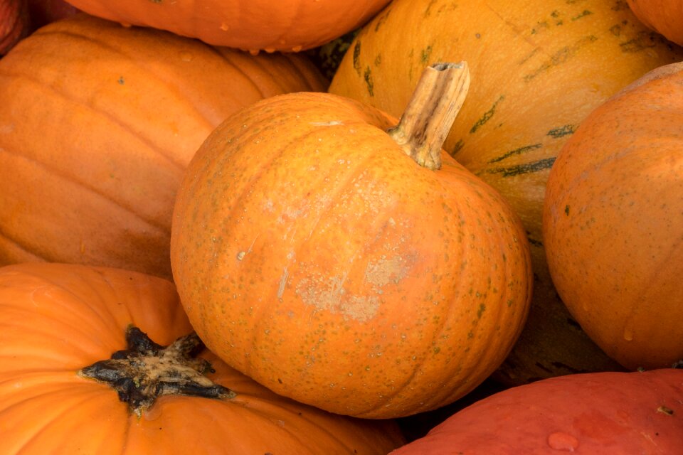 Yellow gourd decoration