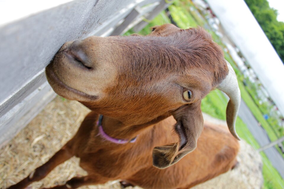 Farm nature